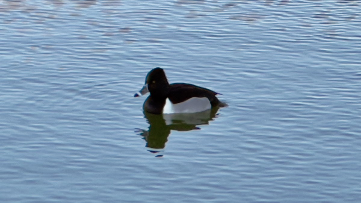 Ring-necked Duck - ML620629592