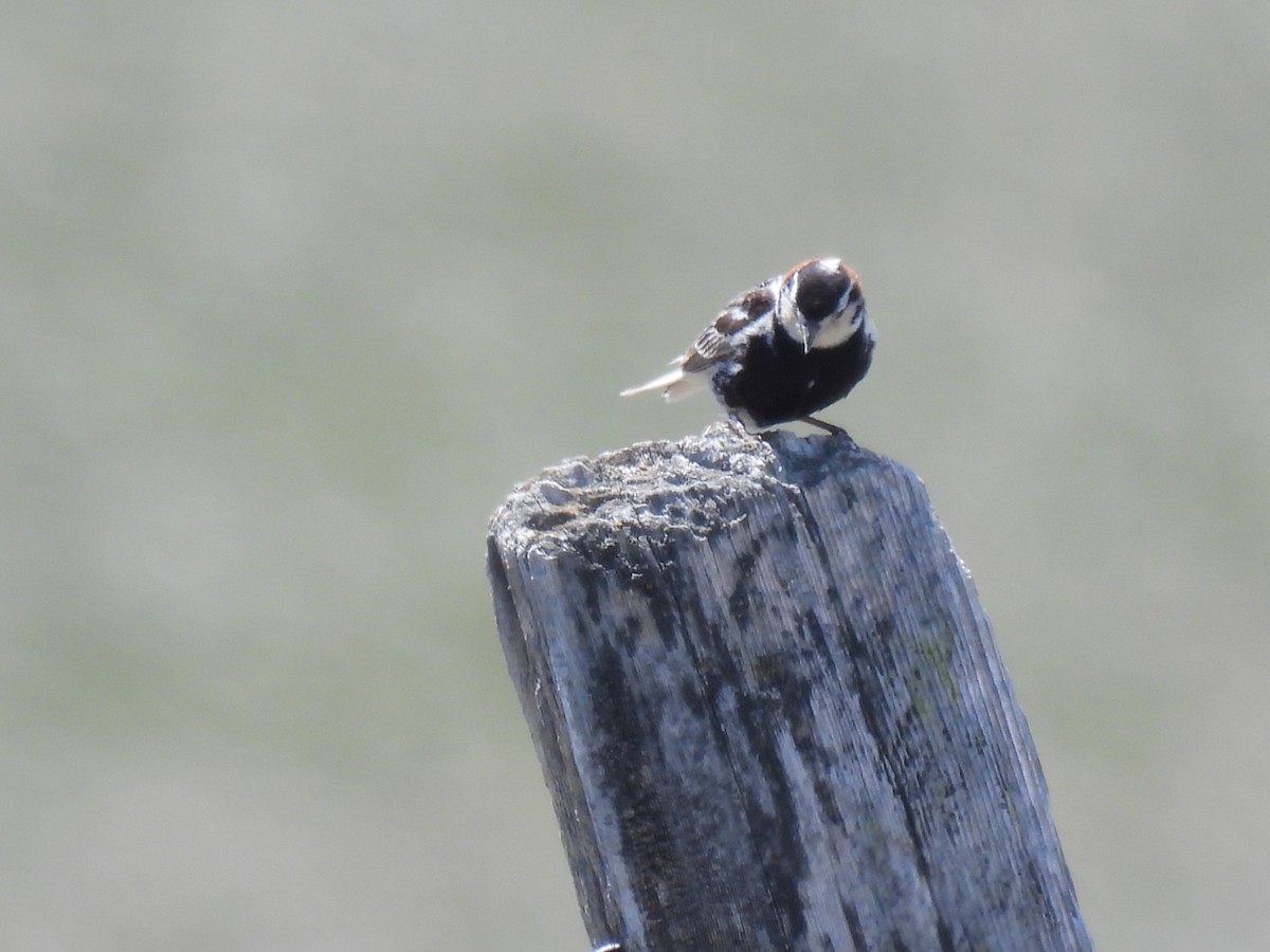 Chestnut-collared Longspur - ML620629596