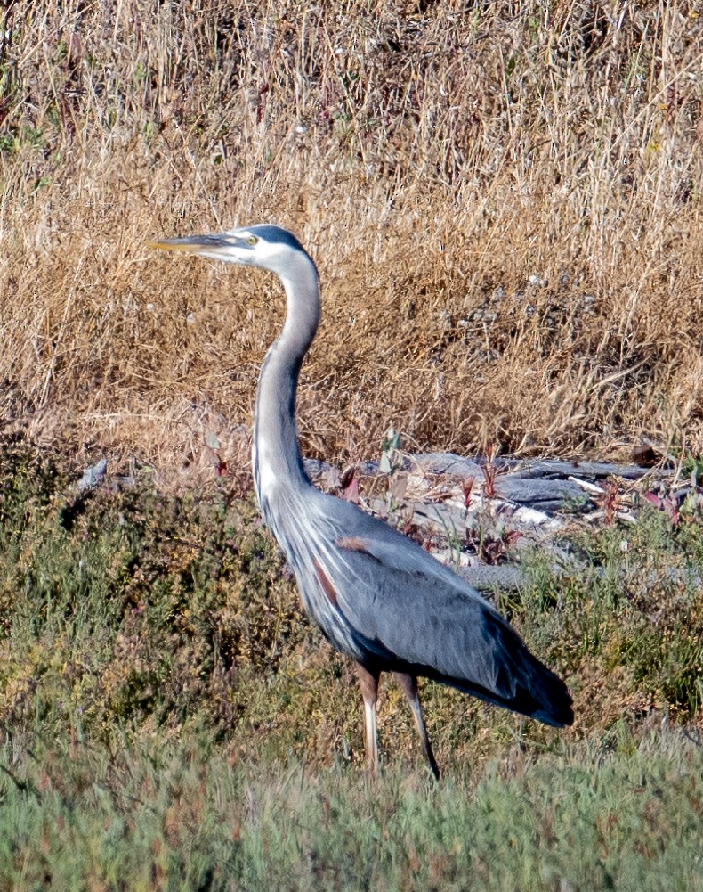 Great Blue Heron - ML620629598