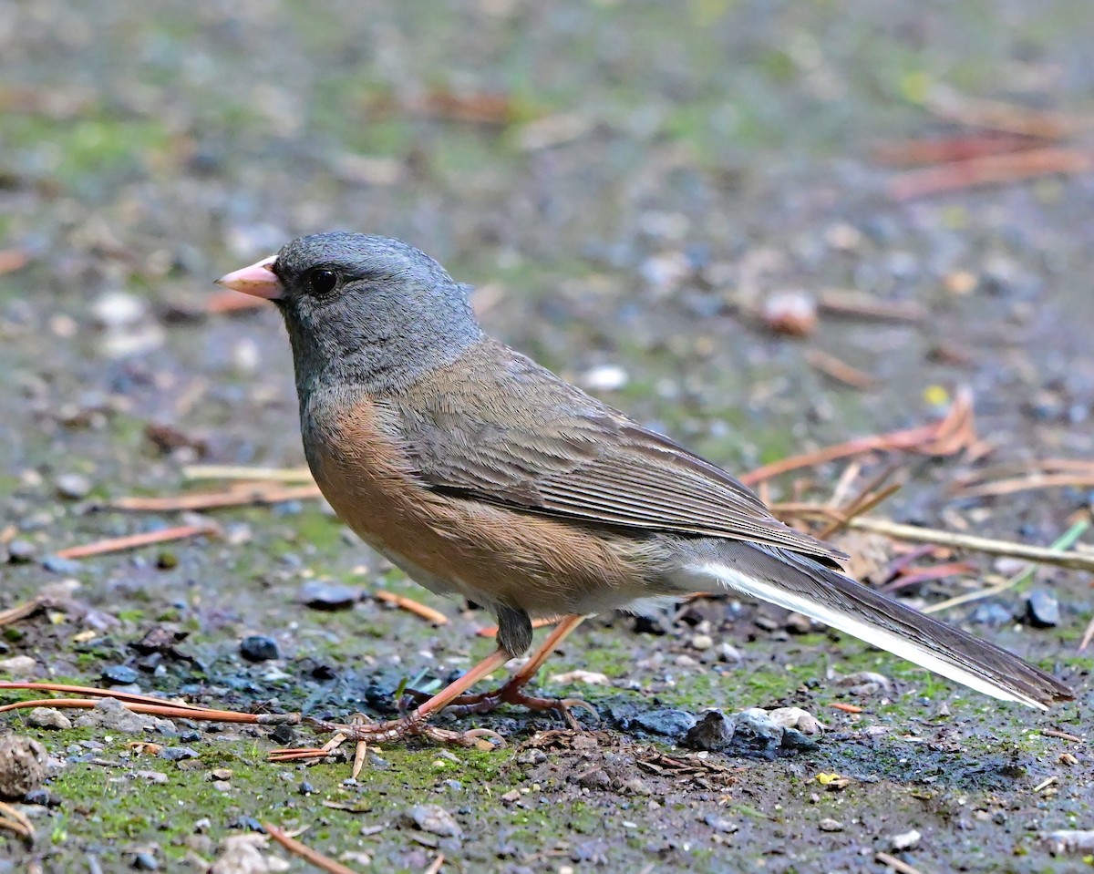 Junco ardoisé - ML620629599