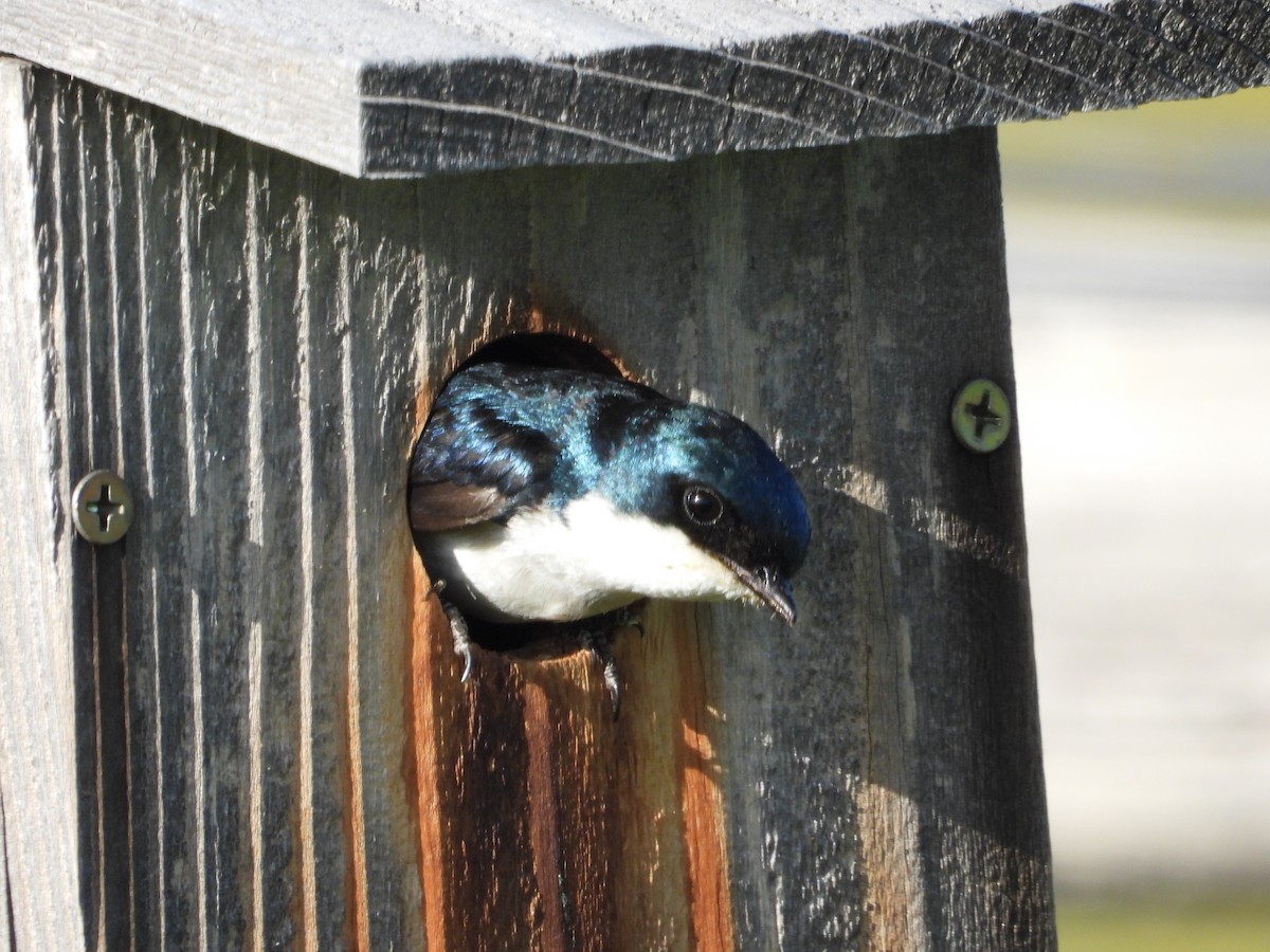 Golondrina Bicolor - ML620629608