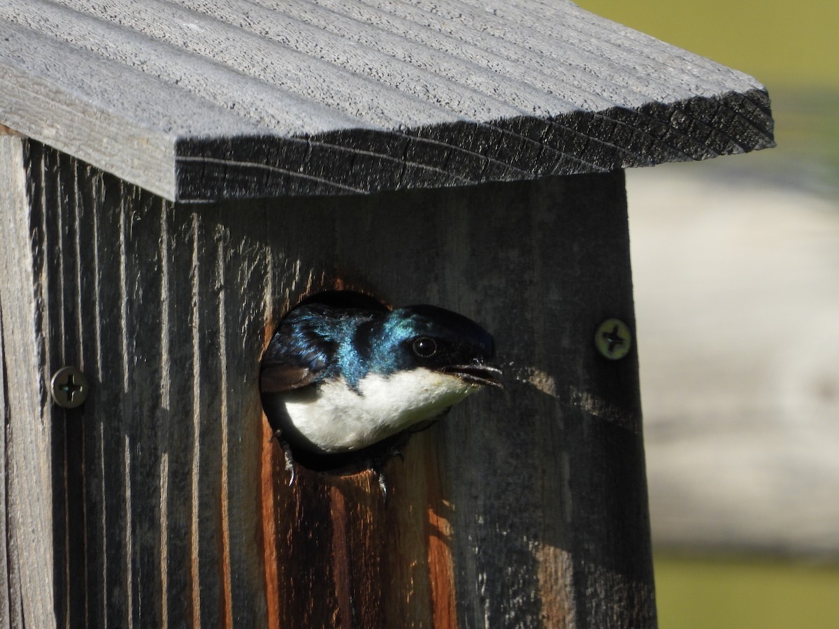 Tree Swallow - Jeff Percell