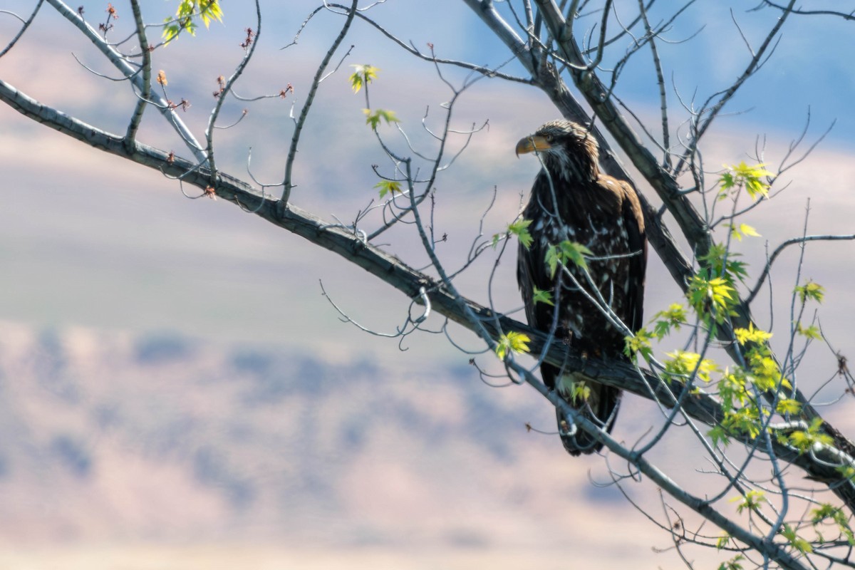 Bald Eagle - ML620629610