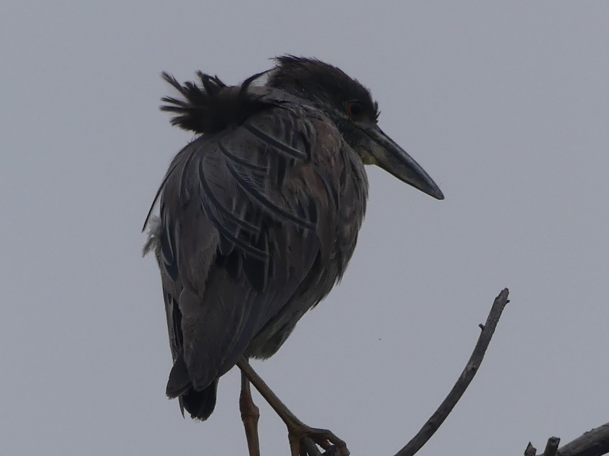 Yellow-crowned Night Heron - David Telles