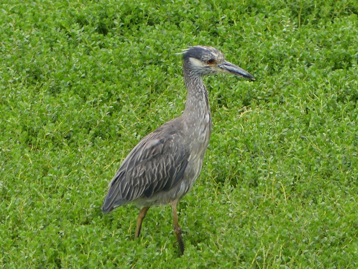 Yellow-crowned Night Heron - David Telles