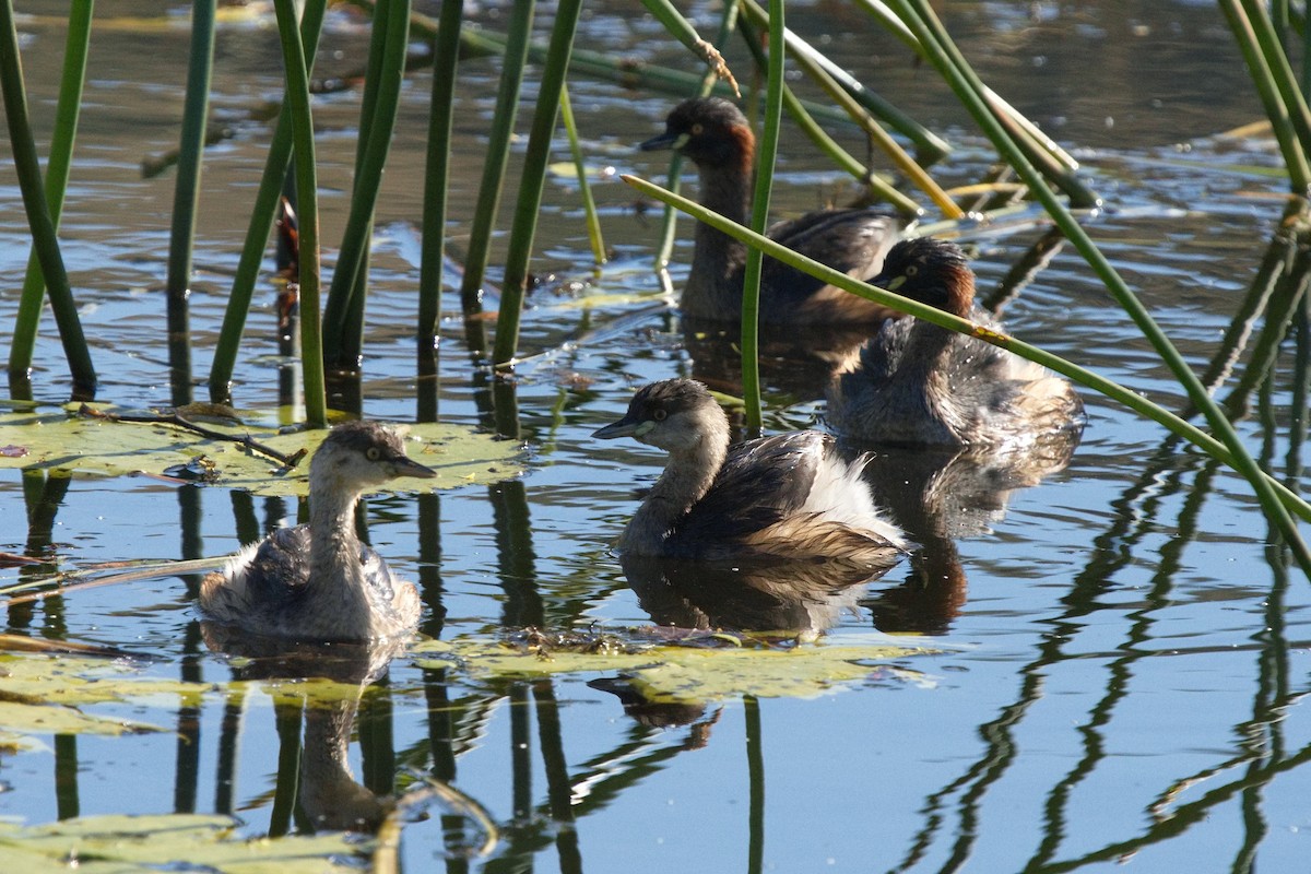 Australasian Grebe - ML620629617