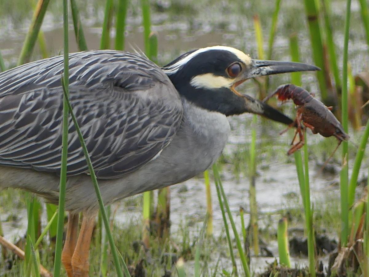 Yellow-crowned Night Heron - ML620629619