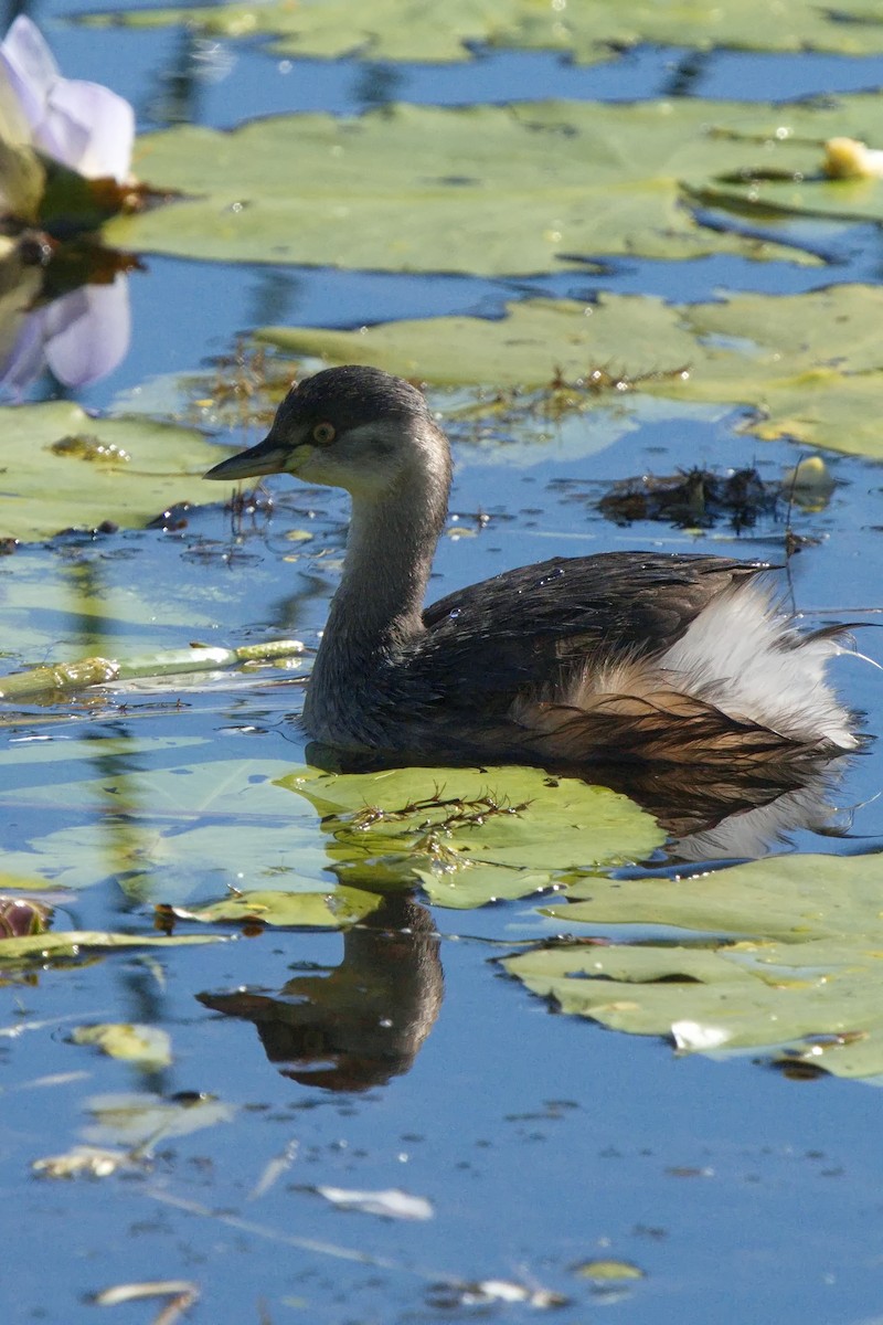 Australasian Grebe - ML620629621