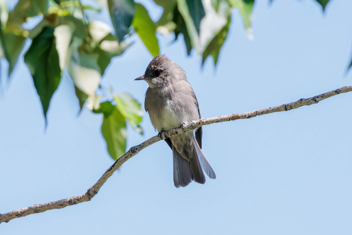 Western Wood-Pewee - ML620629623