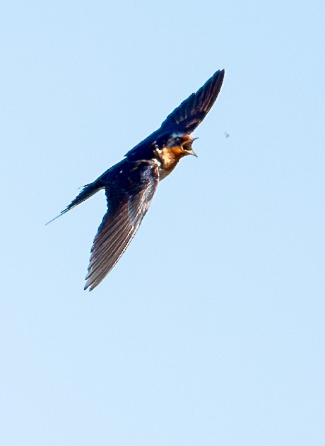 Barn Swallow - francesca pastine