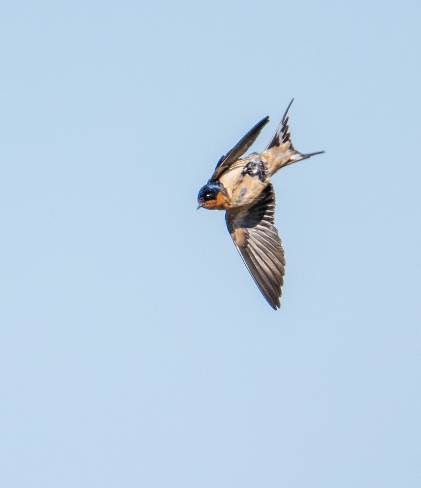 Barn Swallow - ML620629625