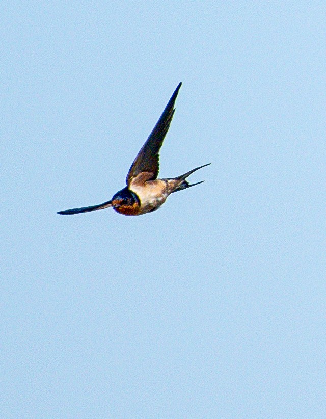 Barn Swallow - ML620629626