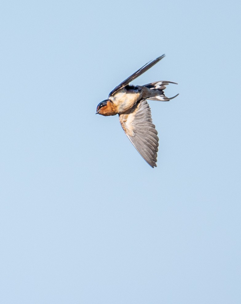 Barn Swallow - ML620629627