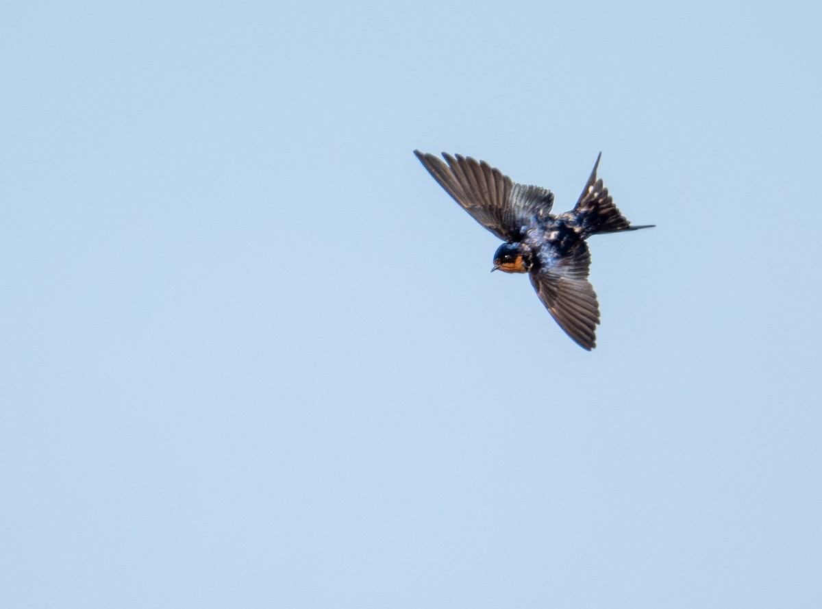 Barn Swallow - ML620629629