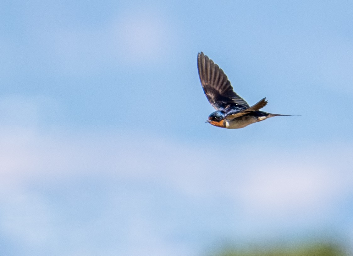 Golondrina Común - ML620629632