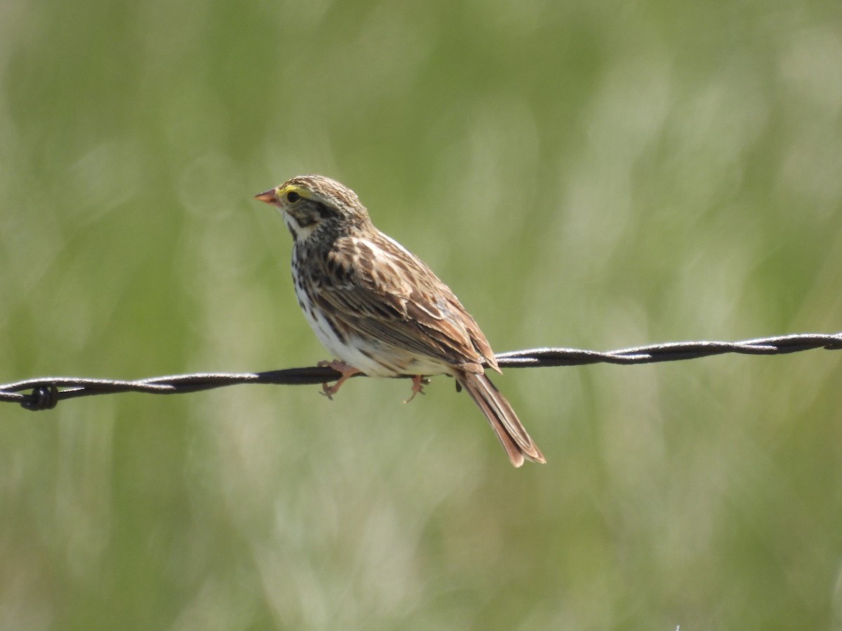 Savannah Sparrow - ML620629633