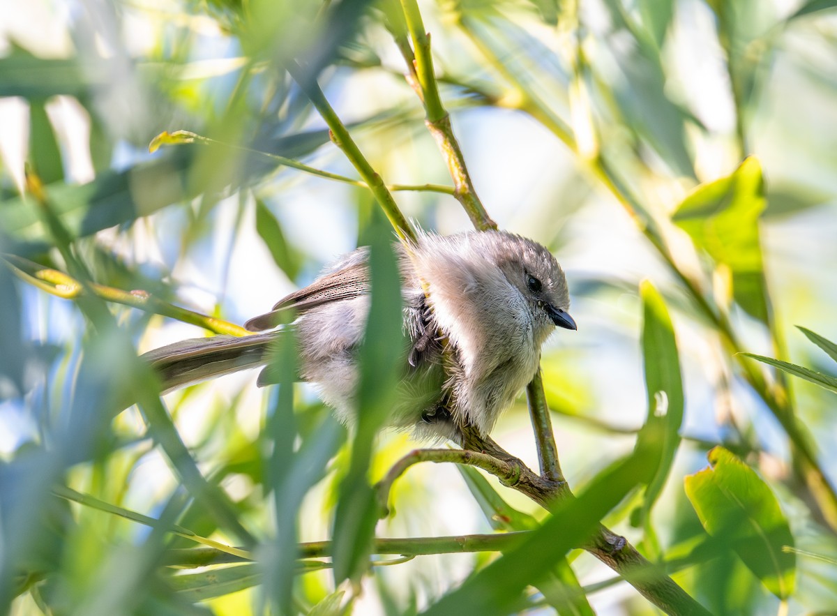 Bushtit - ML620629635