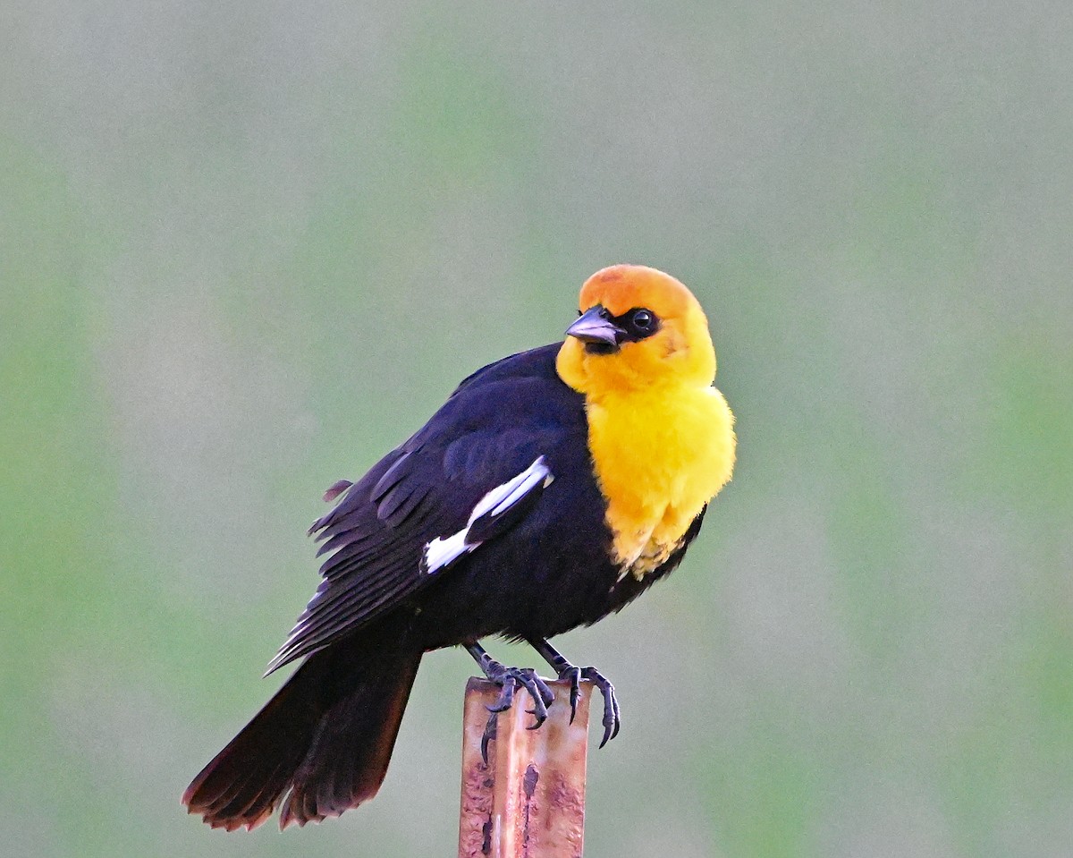 Yellow-headed Blackbird - ML620629637