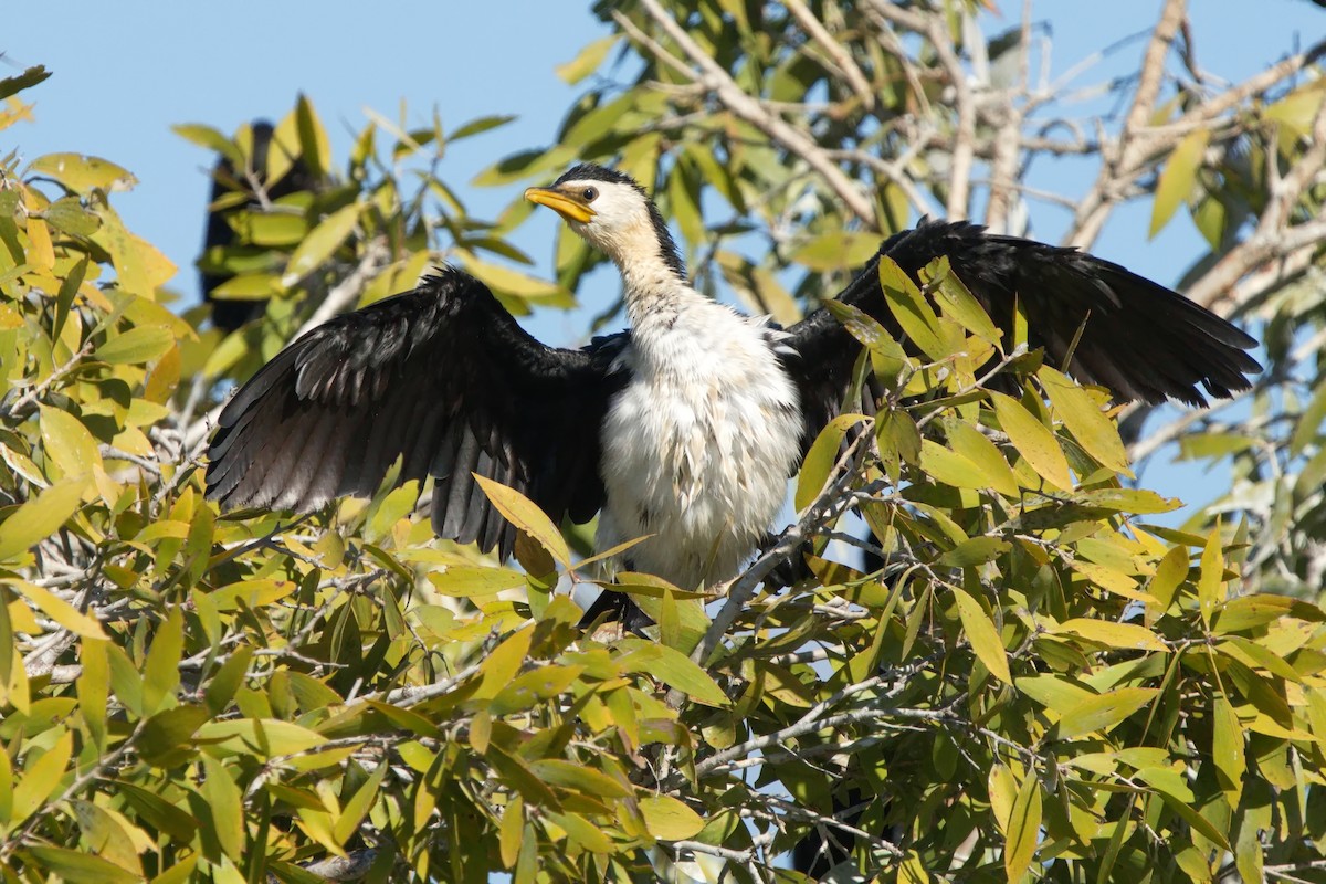 Little Pied Cormorant - ML620629642