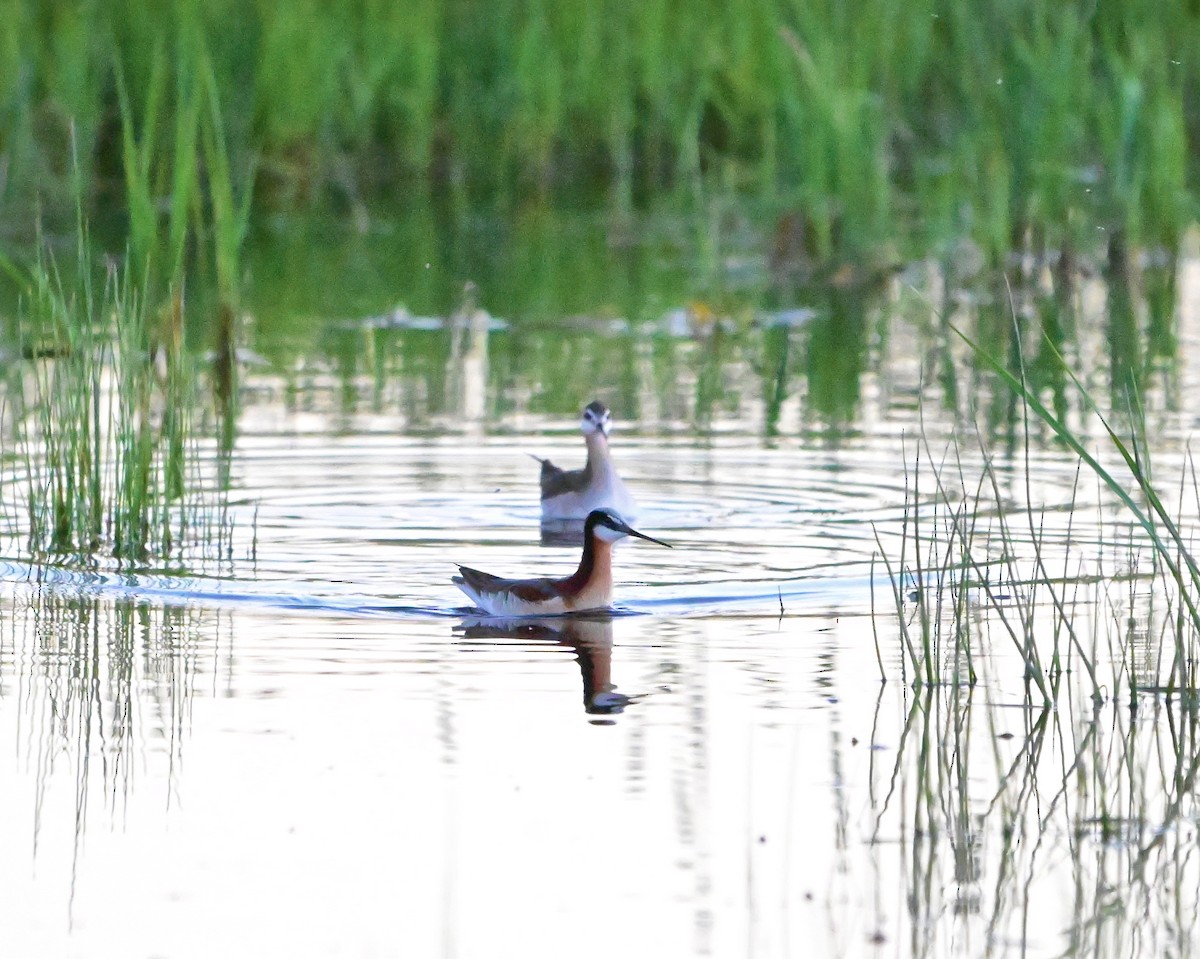 Wilson's Phalarope - ML620629643