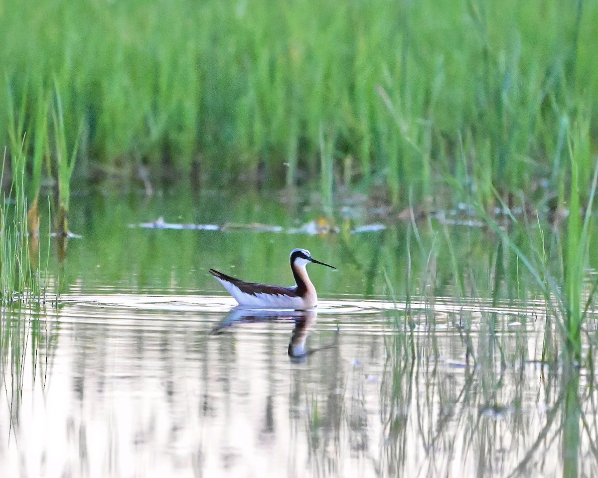 Wilson's Phalarope - ML620629644