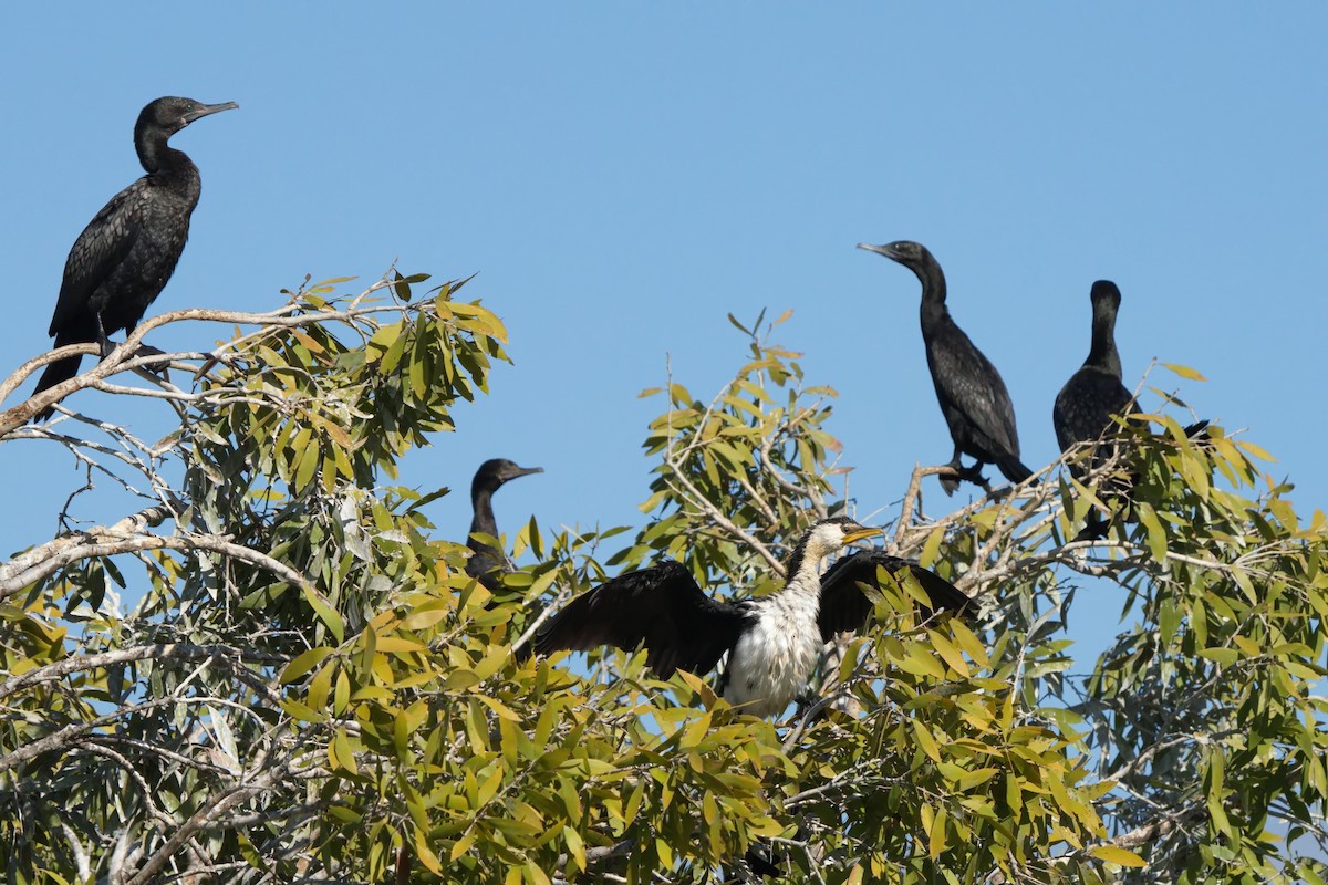 Cormorán Totinegro - ML620629646