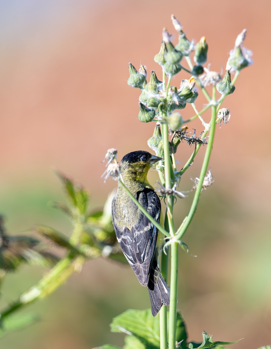 Lesser Goldfinch - ML620629647