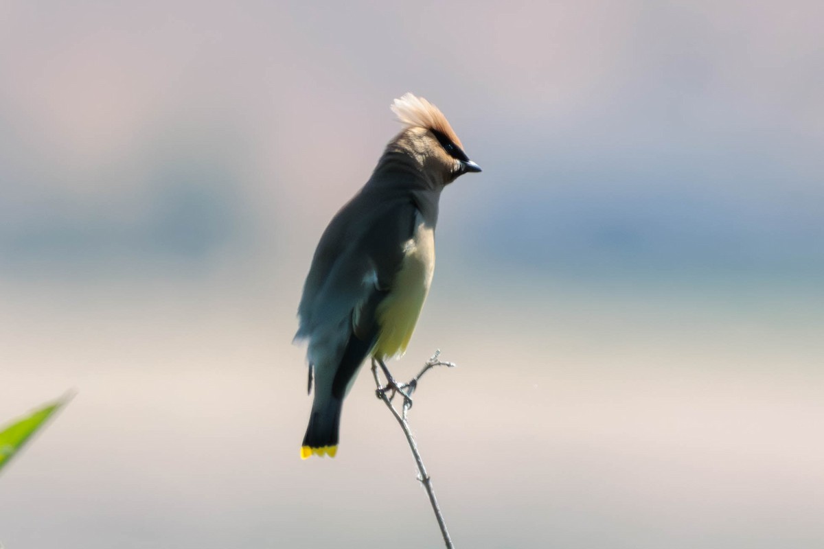 Cedar Waxwing - ML620629650