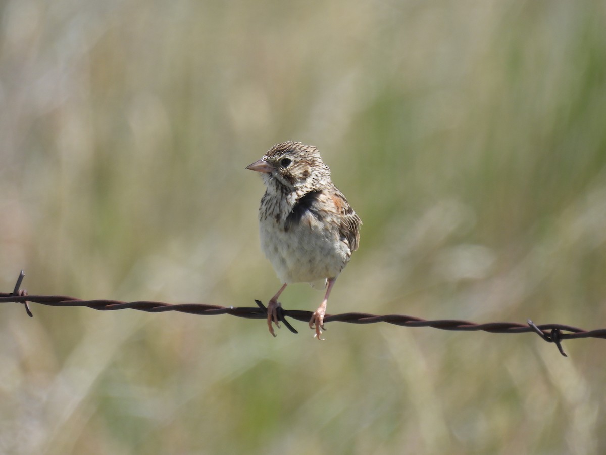 Vesper Sparrow - ML620629652