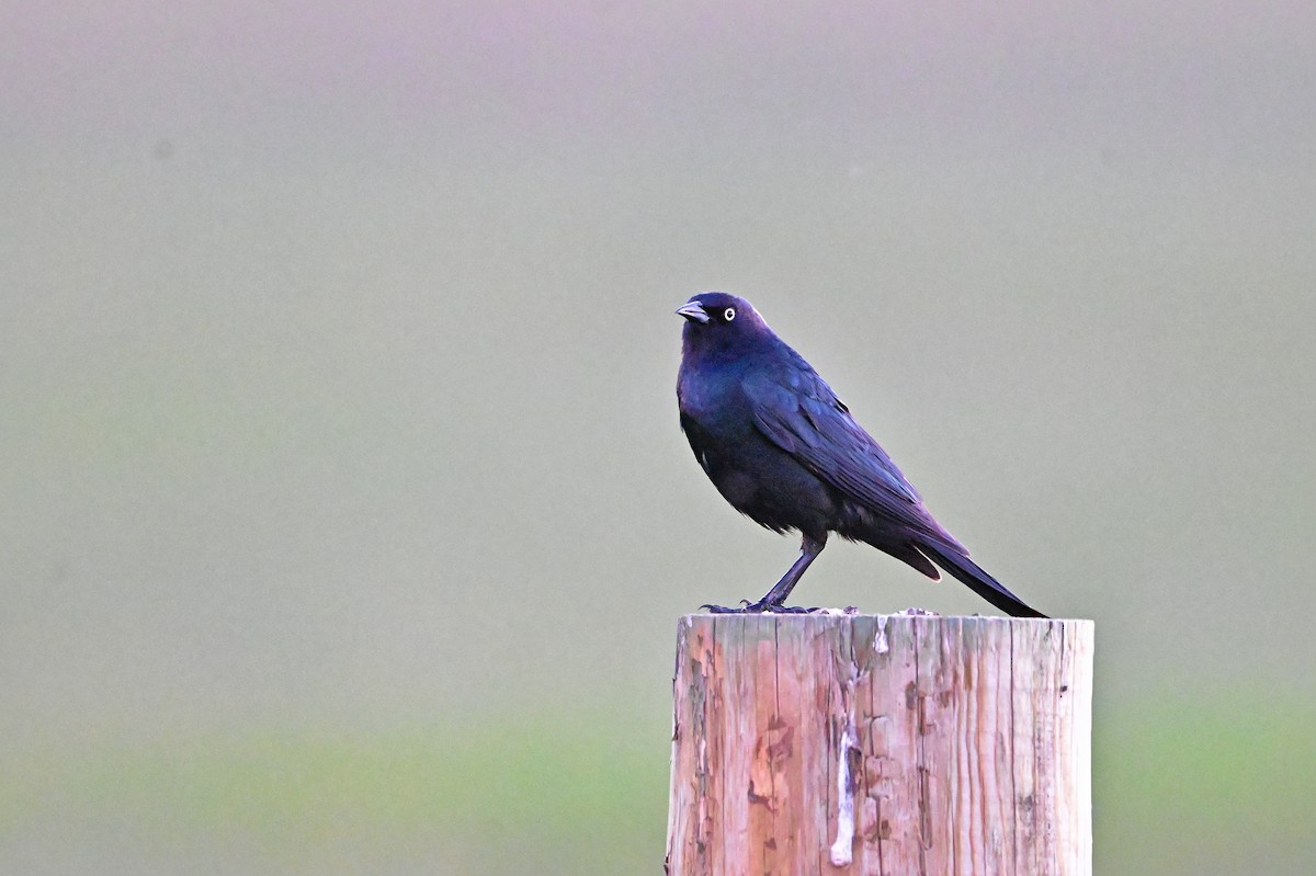 Brewer's Blackbird - ML620629657