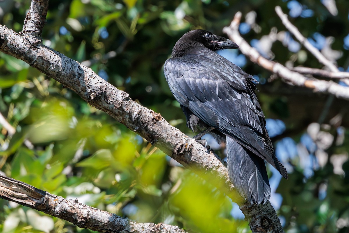 Common Raven - ML620629659