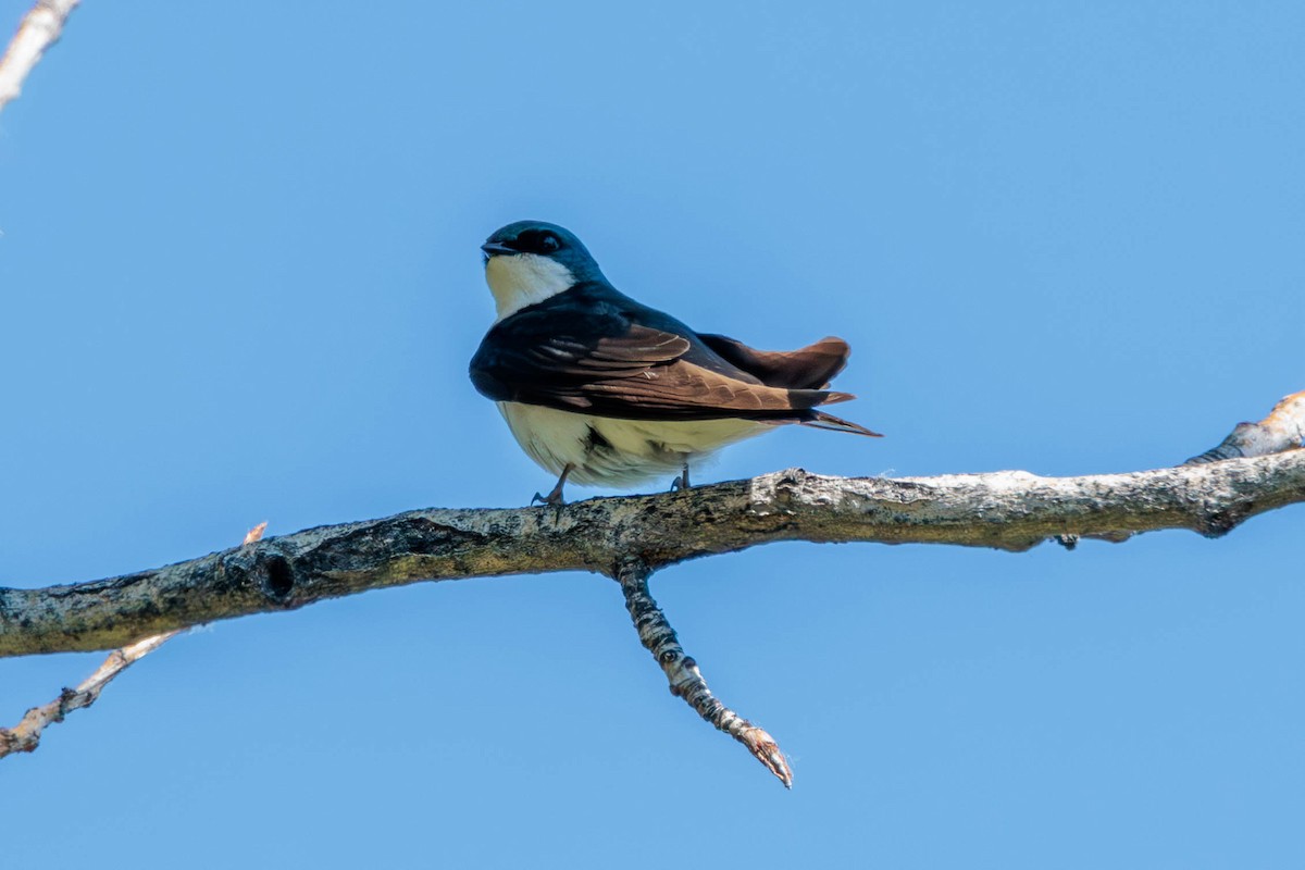 Tree Swallow - ML620629660