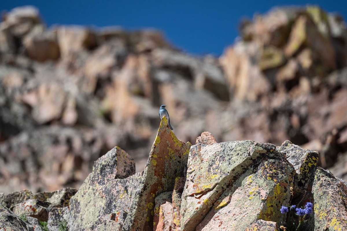 Mountain Bluebird - ML620629662