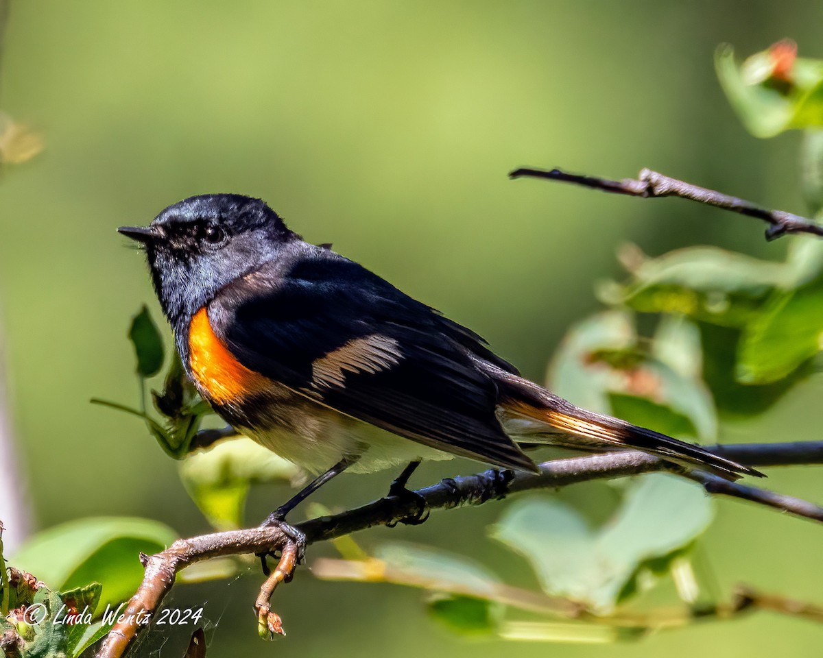 American Redstart - ML620629665