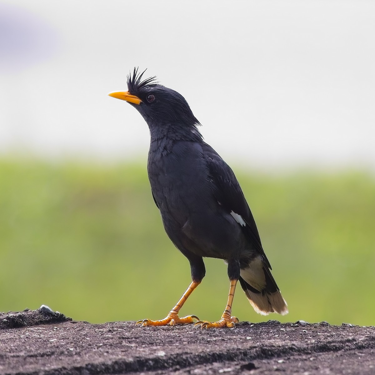 Great Myna - ML620629667