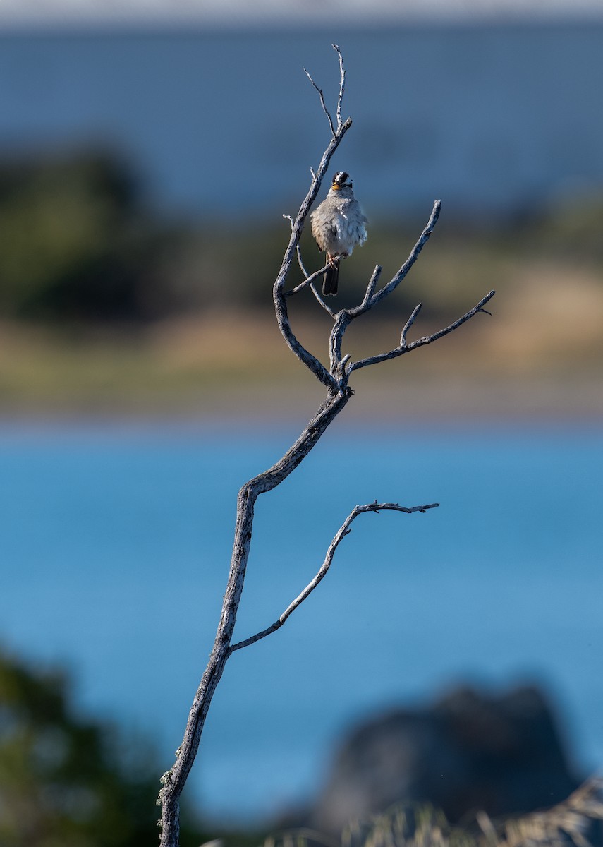 White-crowned Sparrow - ML620629668