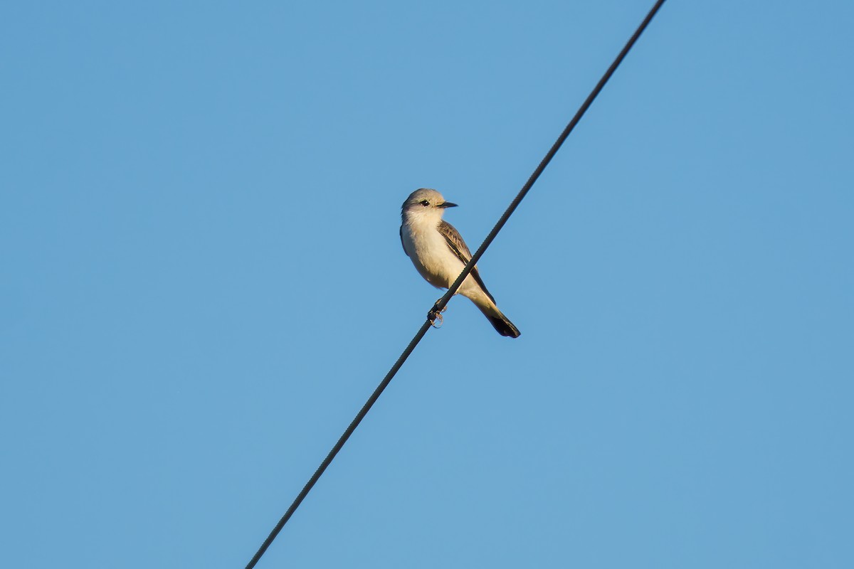 White-rumped Monjita - ML620629672