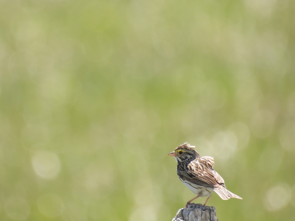 Savannah Sparrow - ML620629678