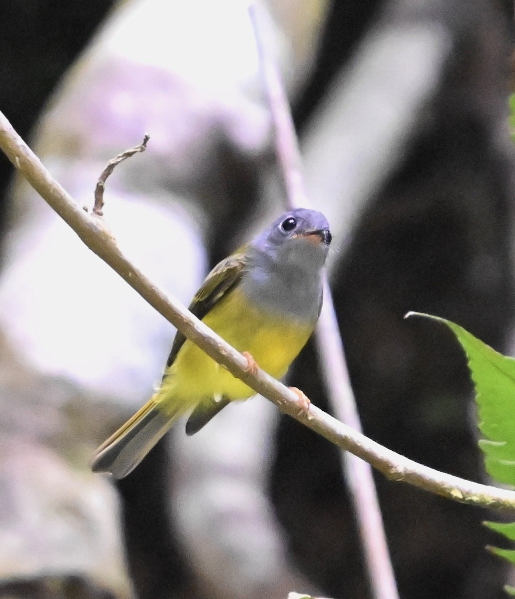 Gray-headed Canary-Flycatcher - ML620629681