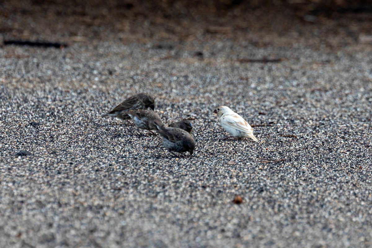 Small Ground-Finch - ML620629682