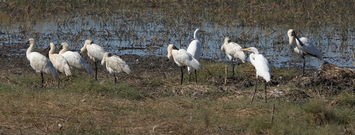 Royal Spoonbill - ML620629683