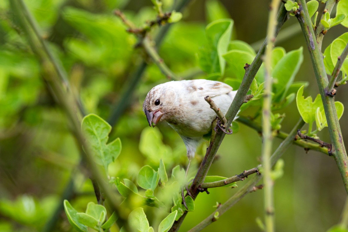 Small Ground-Finch - ML620629686