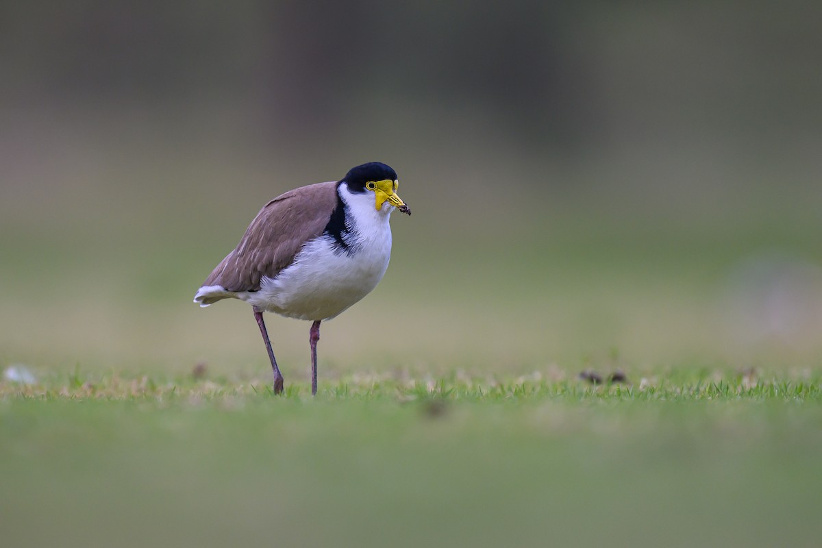 Masked Lapwing - ML620629687