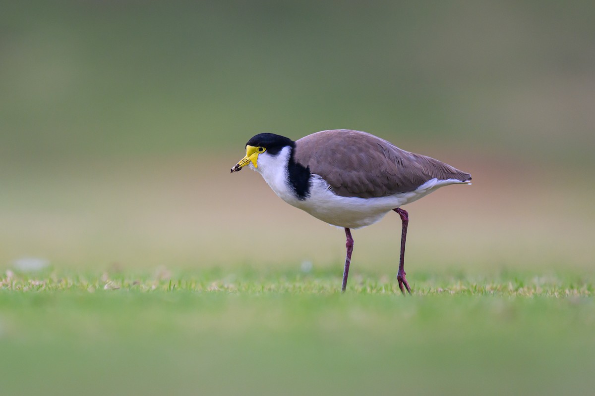 Masked Lapwing - ML620629688