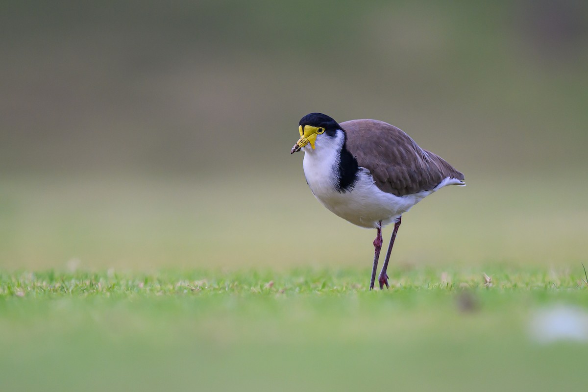 Masked Lapwing - ML620629689