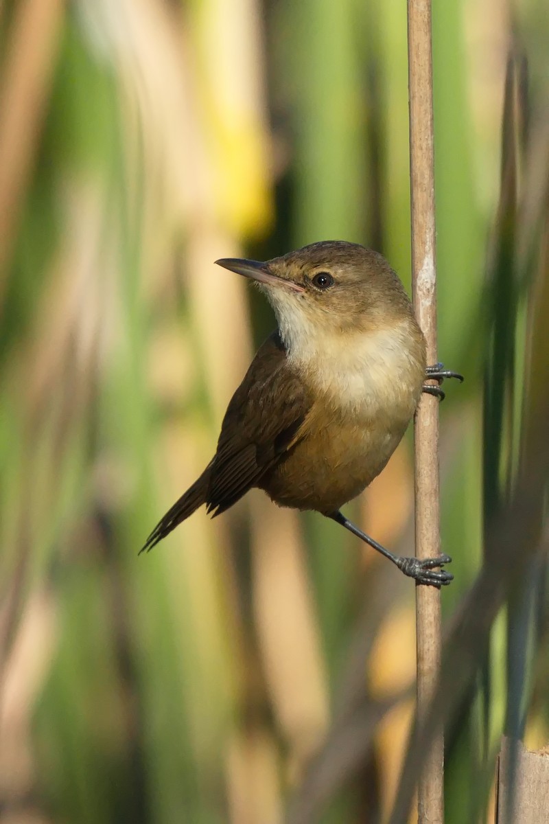 Australian Reed Warbler - ML620629691