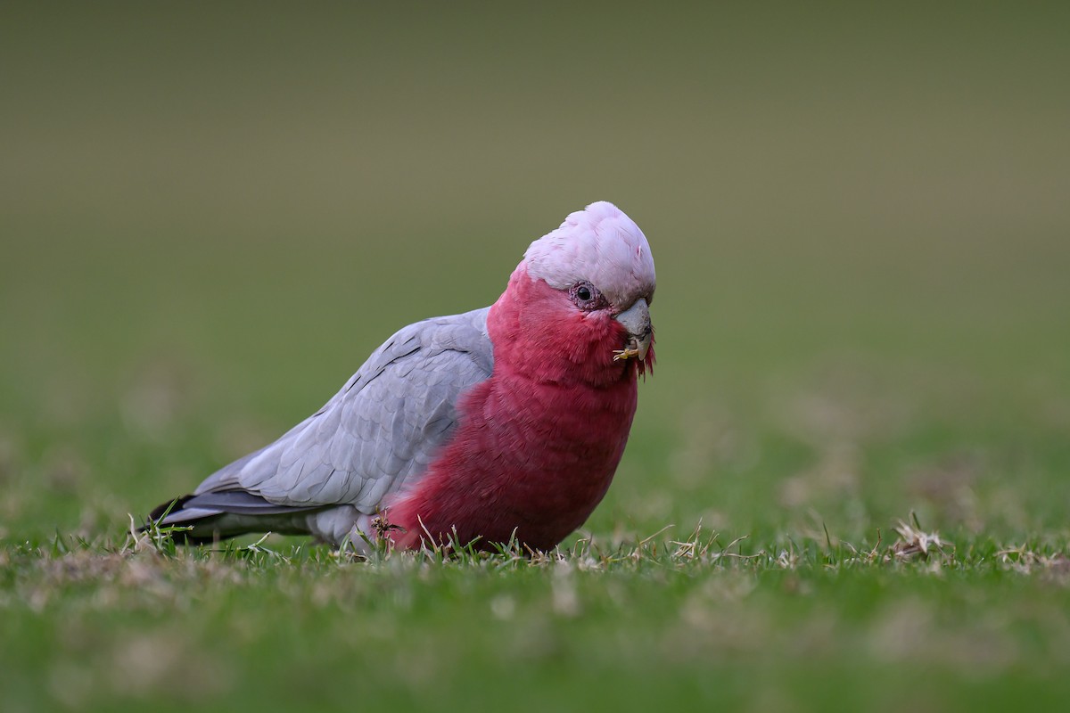 Cacatúa Galah - ML620629692