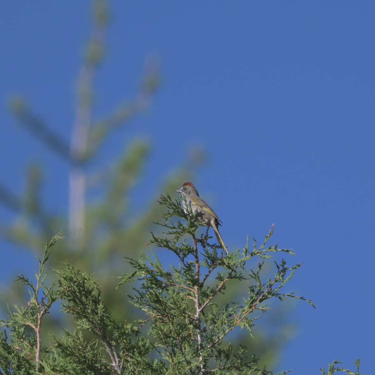 Green-tailed Towhee - ML620629693