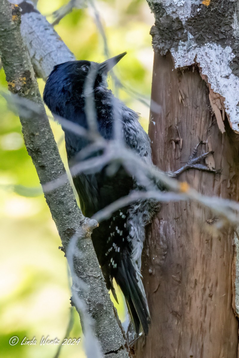 Black-backed Woodpecker - ML620629695