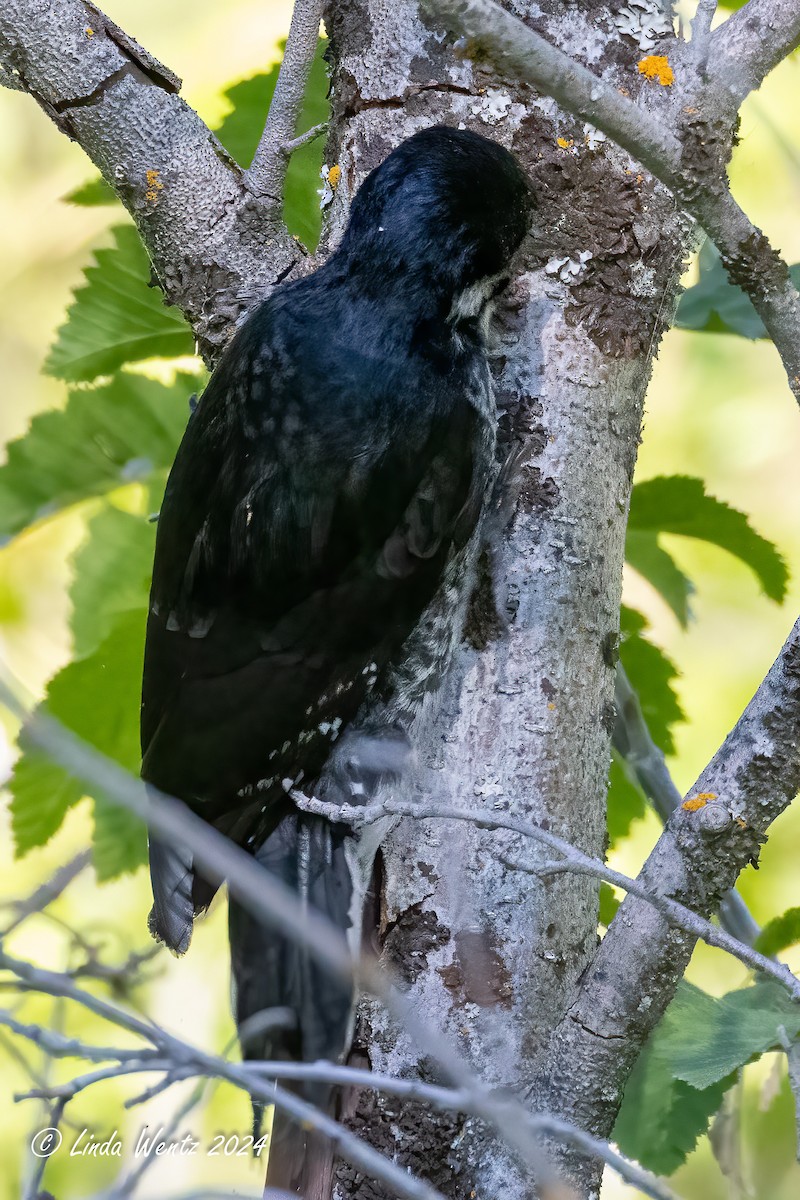 Black-backed Woodpecker - ML620629696